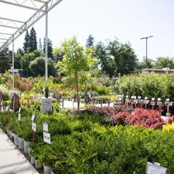 Green Acres Nursery & Supply - Spring color!
