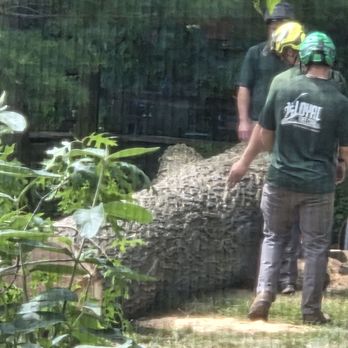 Loyal Tree Care - Tree Services Near Me Loyal Tree Care - Tree Services Near Me