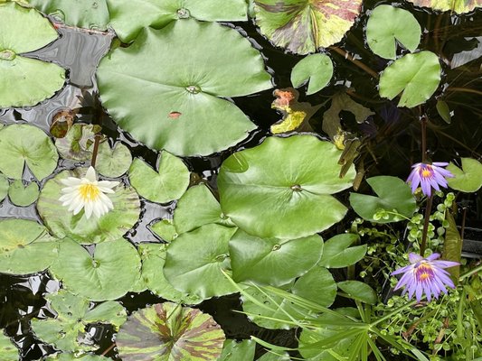Buffalo and Erie County Botanical Gardens by null