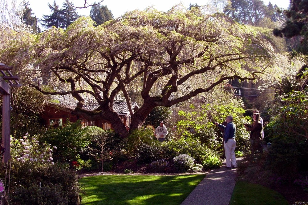 Plantamnesty - tree service in Seattle, WA