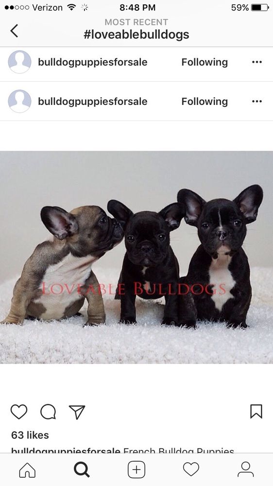 Loveable Bulldogs Image