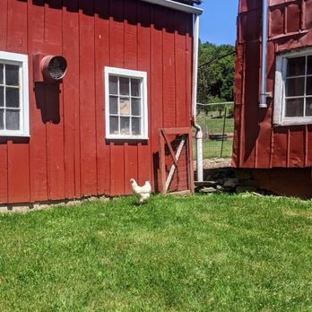 Buck Hill Farm - Chicken - Farmers Market Near Me - Jefferson, New York