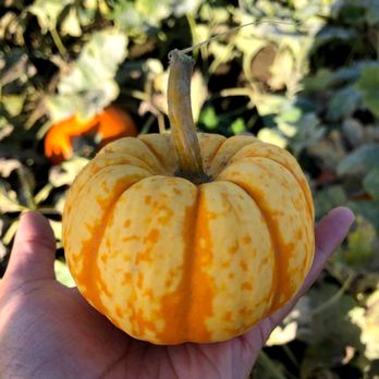Bob's Corn & Pumpkin Farm - Pumpkin Patches Near Me - Snohomish, Washington