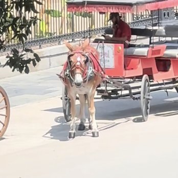 Royal Carriages - Historical Tours Near Me - New Orleans, Louisiana Royal Carriages - Historical Tours Near Me - New Orleans, Louisiana