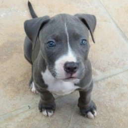 Just took a puppy problem solving class with the family and our new puppy. Definitely recommend for new owners. Even the kids learned alot.