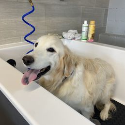 Sophie Lulu ready for a spa day. Sophie Lulu ready for a spa day.