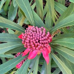 Royal Botanic Gardens