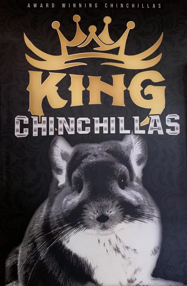 KING CHINCHILLA Updated September 2024 15 Photos & 24 Reviews