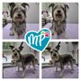 Photo of Moni Paws Pet Grooming