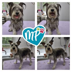 Moni Paws Pet Grooming - House call groomer