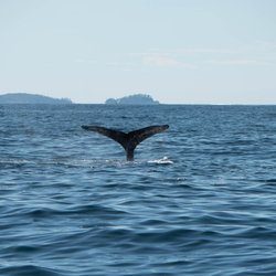 A Whale's Song Expeditions
