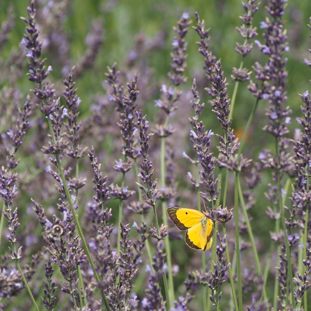 Hidden Spring Lavender & Alpacas - Butterflies on Lavender 2 - Gift Shops Near Me - Skillman, New Jersey