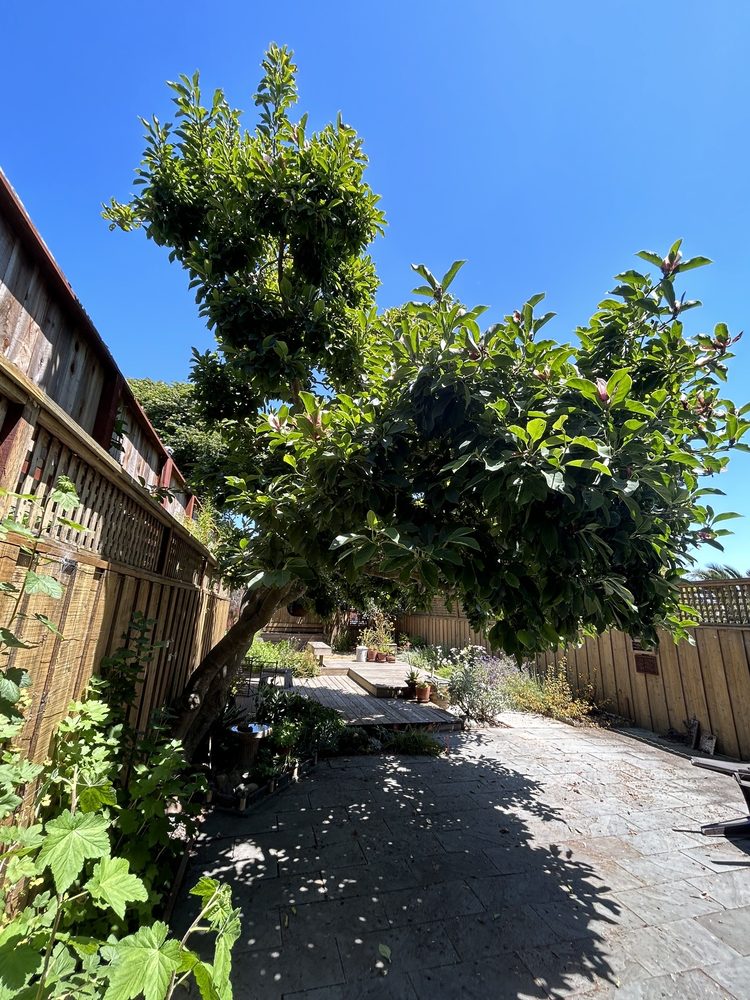 Trees Company - tree service in San Francisco, CA