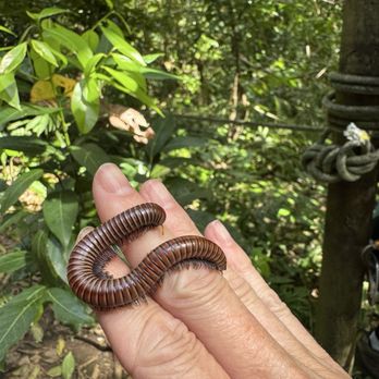 Yunque Ziplining - Friendly centipede on mom's hand - Hiking Near Me - Luquillo, Puerto Rico Yunque Ziplining - Friendly centipede on mom's hand - Hiking Near Me - Luquillo, Puerto Rico