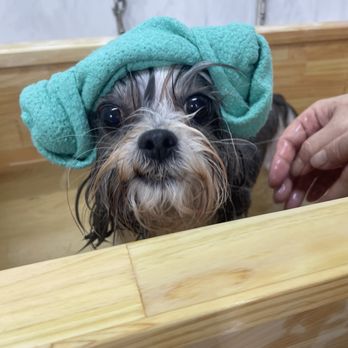 Pet Stop Grooming - Pet Groomers Near Me - Garden Grove, California