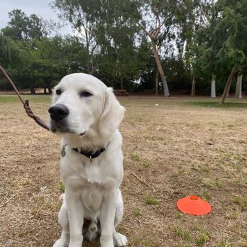 Francesca's Dogs - Dog Walkers Near Me