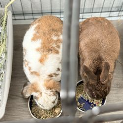 Rabbit Rescue