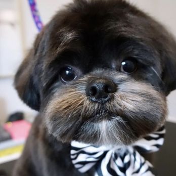 The Fluff Hut - Pet Groomers Near Me - Mesa, Arizona
