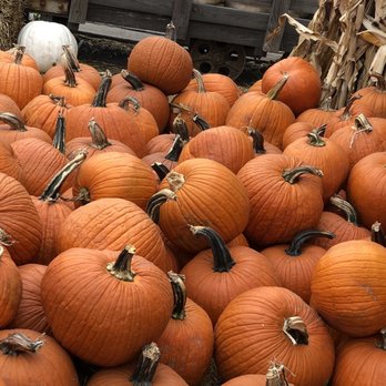 Nicks Garden Center - Huge selection of pumpkins. - Nurseries & Gardening Near Me - Aurora, Colorado