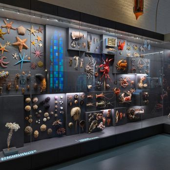MEERESMUSEUM Stralsund - Detailgetreue Exponate veranschaulichen die Vielfalt im Meer (©Anke Neumeister/Deutsches Meeresmuseum) - Museums Near Me - Stralsund, MV MEERESMUSEUM Stralsund - Detailgetreue Exponate veranschaulichen die Vielfalt im Meer (©Anke Neumeister/Deutsches Meeresmuseum) - Museums Near Me - Stralsund, MV