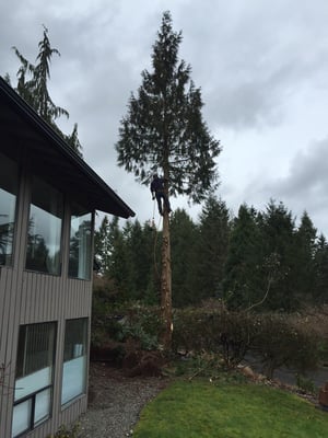 Wimbles Logging and Tree Service