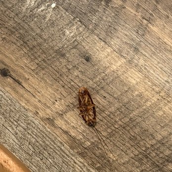 Theo's Pancake House - Cockroach aka palmetto bug - American Near Me - Myrtle Beach, South Carolina Theo's Pancake House - Cockroach aka palmetto bug - American Near Me - Myrtle Beach, South Carolina