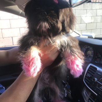 Wow Doggy Pet Salon - Bella - Pet Groomers Near Me - Gardena, California