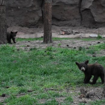 Bearizona - Zoos Near Me - Williams, Arizona