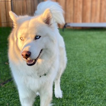 Crafty Canine Club - Loki - Pet Training Near Me - Poway, California