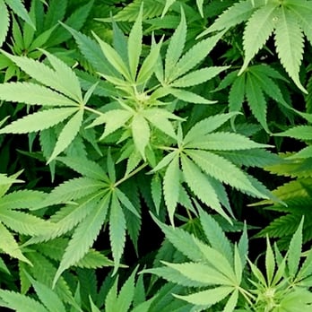 Walla Walla Weedery - Cannabis Dispensaries Near Me - Walla Walla, Washington