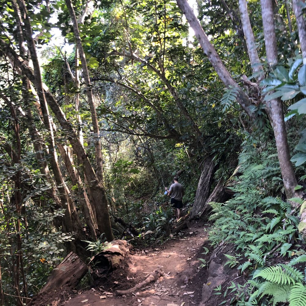 Aiea Loop Trail - Hiking Near Me - Aiea, Hawaii