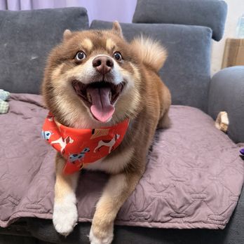 Pawsitively Groomed Pet Salon - Pet Groomers Near Me - Burlingame, California Pawsitively Groomed Pet Salon - Pet Groomers Near Me - Burlingame, California