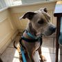Georgetown Animal Clinic PA