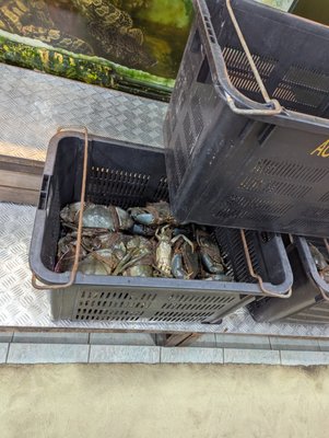 No Signboard Seafood At Geylang by null No Signboard Seafood At Geylang by null