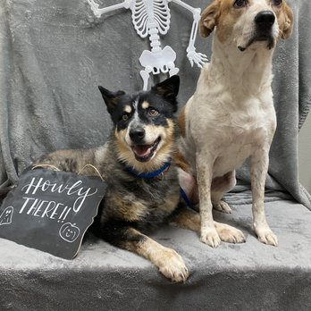 Buckingham-Plano Road Veterinary Clinic - Veterinarians Near Me - Richardson, Texas Buckingham-Plano Road Veterinary Clinic - Veterinarians Near Me - Richardson, Texas