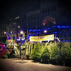 Uptown Christmas Trees from Gopher Broke Farm - Wreathes, garland & trees