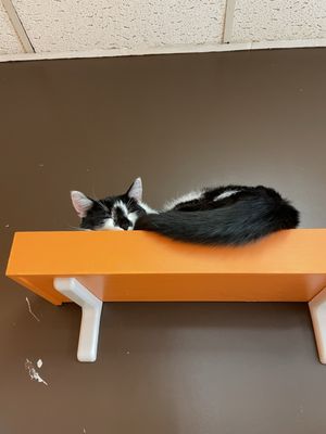 Mew Haven Cat Cafe by null