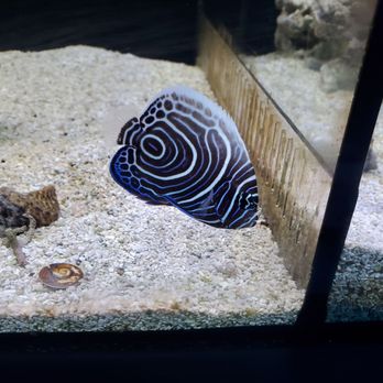 Artistic Oceans - Local Fish Stores Near Me - Las Vegas, Nevada Artistic Oceans - Local Fish Stores Near Me - Las Vegas, Nevada