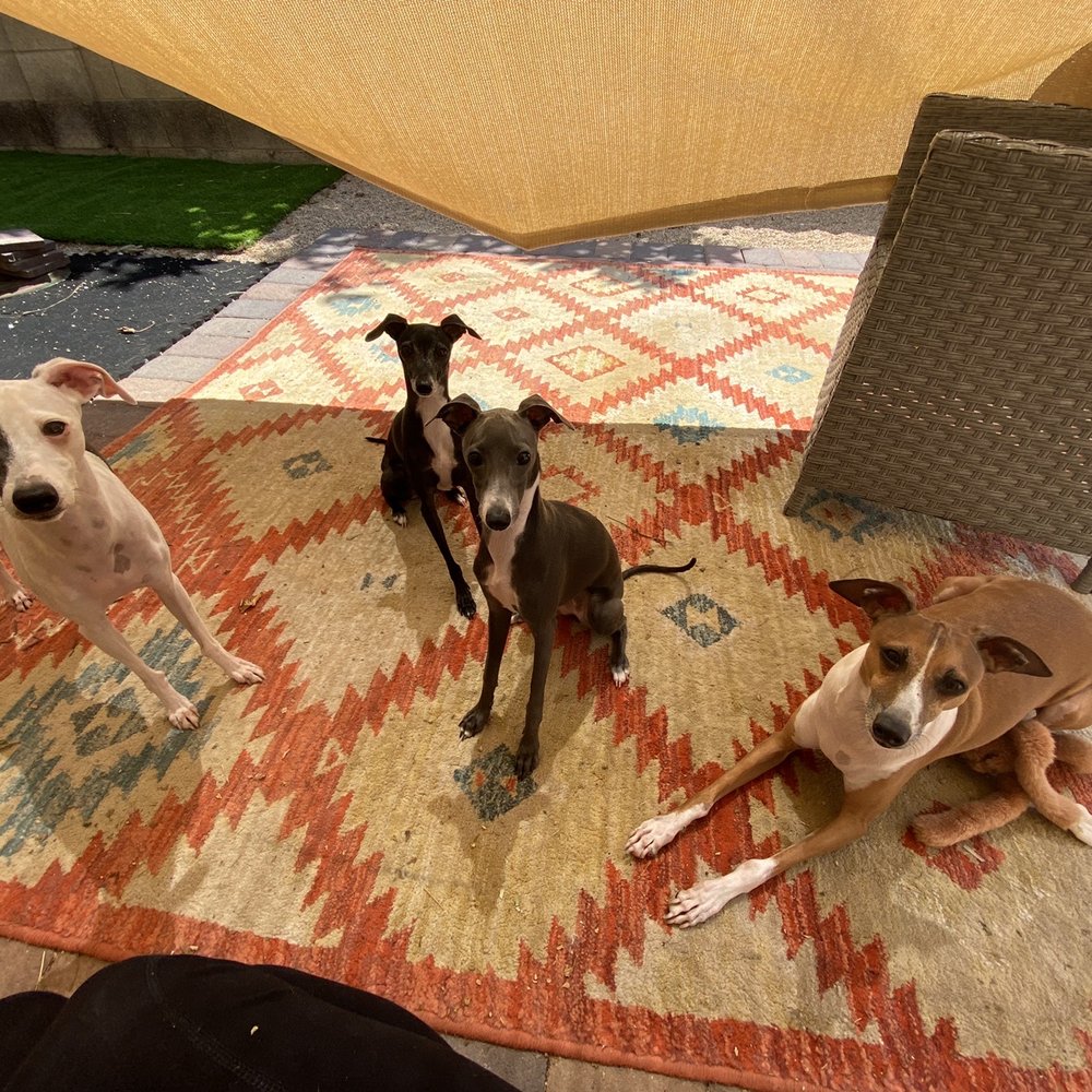 Italian Greyhounds AKA Wild Chickens Italian Greyhounds AKA Wild Chickens