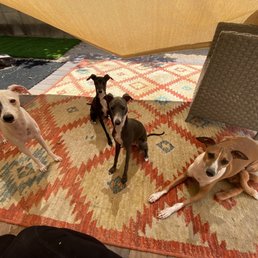 Italian Greyhounds AKA Wild Chickens