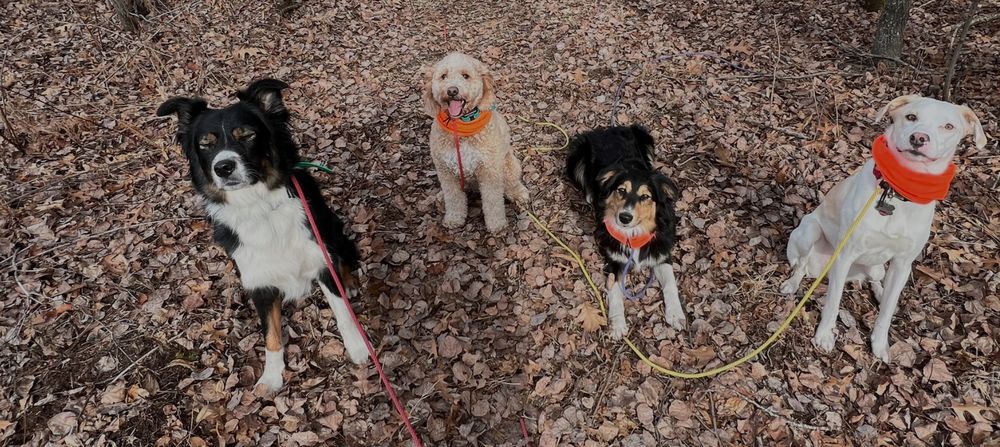 Real Life Dog Training - pet boarding facility in Blaine, MN