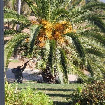 Three Brothers Tree Service - The men are safety conscious and do terrific work together. - Tree Services Near Me Three Brothers Tree Service - The men are safety conscious and do terrific work together. - Tree Services Near Me