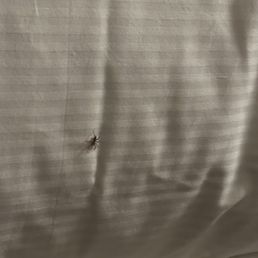 Second spider I seen in my room, they didn't bother to move me or anything. Gave me the creeps and had a hard time falling asleep. Second spider I seen in my room, they didn't bother to move me or anything. Gave me the creeps and had a hard time falling asleep.