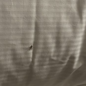 Hilton Dallas/Plano Granite Park - Second spider I seen in my room, they didn't bother to move me or anything. Gave me the creeps and had a hard time falling asleep. - Hotels Near Me - Plano, Texas Hilton Dallas/Plano Granite Park - Second spider I seen in my room, they didn't bother to move me or anything. Gave me the creeps and had a hard time falling asleep. - Hotels Near Me - Plano, Texas
