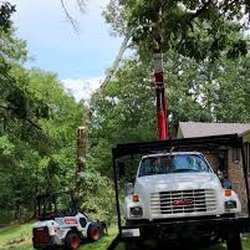 Whited Tree Service