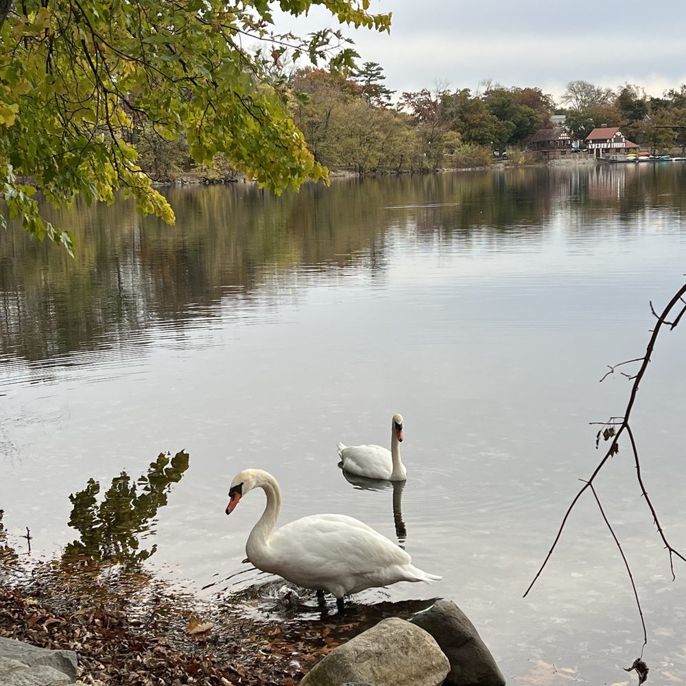 Jamaica Pond - Swans - Parks Near Me - Jamaica Plain, Massachusetts Jamaica Pond - Swans - Parks Near Me - Jamaica Plain, Massachusetts
