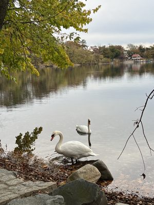 Jamaica Pond Park by null