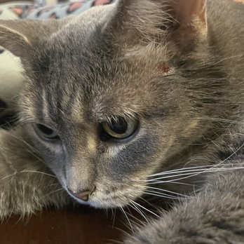 The Cat Practice - An intense scratcher, face and ear scabs have been an ongoing issue with Cleo. - Veterinarians Near Me - Oak Park, Illinois