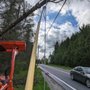 LIM 4 Him Tree Service