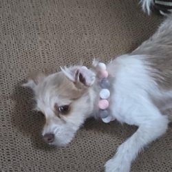 San Diego Grooming Academy - Her after